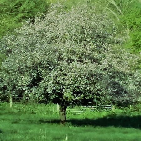 Bramley Cottage Holidays Chichester Luaran gambar